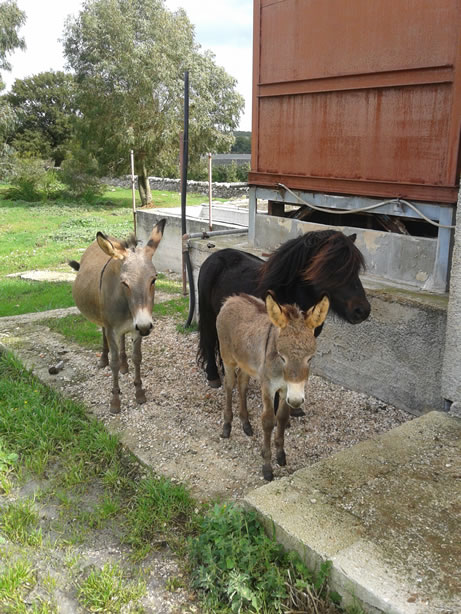 gestione/img/uploadProject/49/07_subirrigazione.jpg.